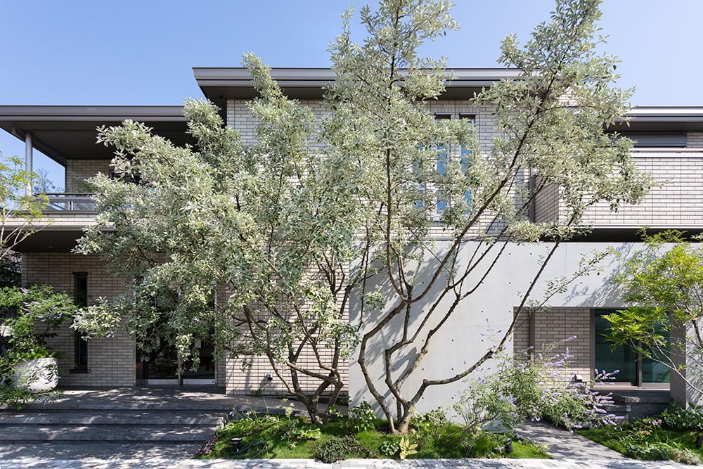 LAEAGNUS UMBELLATA（建築例）